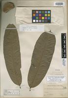 Lectotype of Eschweilera rimbachii Standl. [family LECYTHIDACEAE]