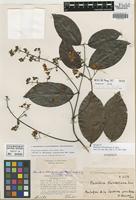 Isotype of Banisteria blanchetiana A. Juss. [family MALPIGHIACEAE]