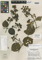 Isotype of Banisteriopsis valvata W. R. Anderson & B. Gates [family MALPIGHIACEAE]
