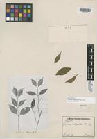 Isotype of Faramea oligantha Müll. Arg. [family RUBIACEAE]