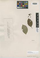 Isotype of Psychotria ulei Standl. [family RUBIACEAE]