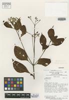 Isotype of Rondeletia tayloriae Lorence [family RUBIACEAE]