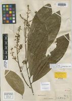 Isosyntype of Matayba grandis Radlk. [family SAPINDACEAE]