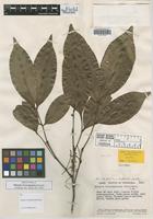 Holotype of Matayba sororopaniana Steyerm. [family SAPINDACEAE]