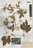 Isotype of Serjania columbiana Radlk. [family SAPINDACEAE]