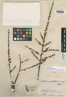 Holotype of Talisia grandifolia Cuatrec. [family SAPINDACEAE]