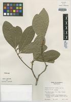 Isotype of Bumelia contrerasii Lundell [family SAPOTACEAE]