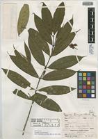 Holotype of Faramea terryae Standl. [family RUBIACEAE]
