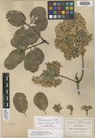 Isotype of Cordia morelosana Standl. [family BORAGINACEAE]