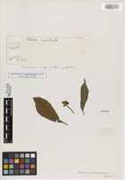 Isosyntype of Alseis involuta K. Schum. [family RUBIACEAE]
