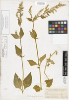 Isotype of Iresine heterophylla Standl. [family AMARANTHACEAE]