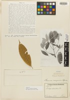 Isotype of Rudgea scandens K. Krause [family RUBIACEAE]