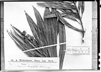 Type of Oreopanax stenophyllus Harms [family ARALIACEAE]
