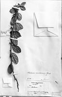 Edit History: Type of Macleania ecuadorensis Hoerold [family ERICACEAE ...