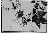 Type of Serjania corrugata Radlk. [family SAPINDACEAE]