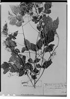 Type of Serjania foveata Griseb. [family SAPINDACEAE]