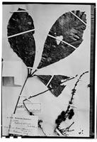 Type of Paullinia echinata Radlk. [family SAPINDACEAE]