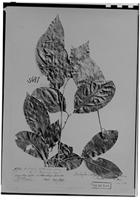 Type of Matayba inelegans Spruce ex Radlk. [family SAPINDACEAE]