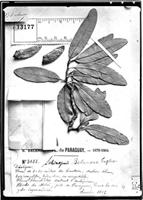 Type of Schinopsis balansae Engl. [family ANACARDIACEAE]