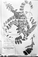 Type of Mutisia rimbachii Sodiro [family ASTERACEAE]