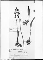 Type of Pterichis weberbaueriana Kraenzl. [family ORCHIDACEAE]