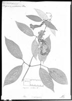 Type of Bignonia acutissima Cham. [family BIGNONIACEAE]