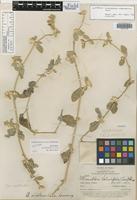 Isotype of Alternanthera albotomentosa Suess. [family AMARANTHACEAE]