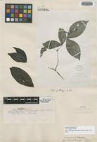 Isotype of Ixora killipii Standl. [family RUBIACEAE]