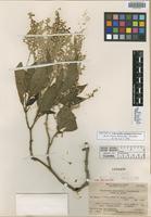 Isotype of Achyranthes mangarevica Suess. [family AMARANTHACEAE]