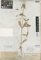 Isotype of Gomphrena nitida Rothr. [family AMARANTHACEAE]