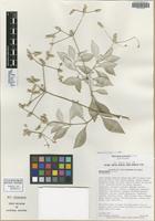 Isotype of Nototrichium divaricatum Lorence [family AMARANTHACEAE]