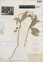 Isotype of Telanthera bangii Rusby [family AMARANTHACEAE]