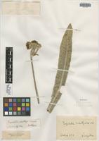 Isotype of Espeletia schultzii Wedd. [family ASTERACEAE]