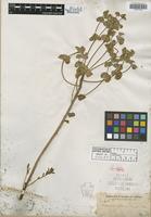 Isotype of Euphorbia palmeri Engelm. [family EUPHORBIACEAE]