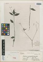 Type of Euphorbia microappendiculata Lotsy [family EUPHORBIACEAE]