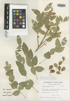 Isotype of Ateleia popenoei Correll [family FABACEAE]