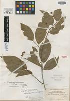 Isotype of Homalium leiogynum Blake [family FLACOURTIACEAE]