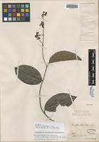 Isotype of Banisteria blanchetiana A. Juss. [family MALPIGHIACEAE]