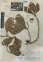 Isotype of Wallacea riparia Gleason & A. C. Sm. [family OCHNACEAE]