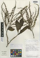 Isotype of Alseis costaricensis C. M. Taylor [family RUBIACEAE]