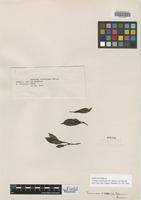 Isosyntype of Faramea dichotoma K. Schum. ex Glaz. [family RUBIACEAE]