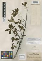 Holotype of Guettarda gaumeri Standl. [family RUBIACEAE]