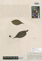 Isotype of Pagamea duckei Standl. [family RUBIACEAE]