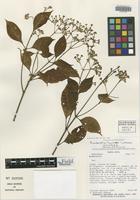 Isotype of Rondeletia tayloriae Lorence [family RUBIACEAE]