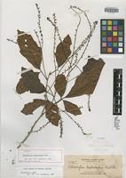 Isotype of Allophylus leptocladus Radlk. [family SAPINDACEAE]
