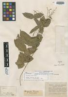 Isolectotype of Serjania tenuis Radlk. [family SAPINDACEAE]