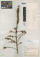 Isolectotype of Talisia bullata Radlk. [family SAPINDACEAE]