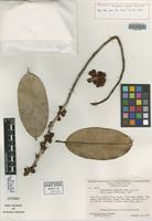 Isotype of Micropholis maguirei Aubrév. [family SAPOTACEAE]