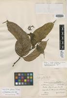 Isotype of Cordia protracta I. M. Johnst. [family BORAGINACEAE]