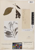 Isosyntype of Alseis involuta K. Schum. [family RUBIACEAE]